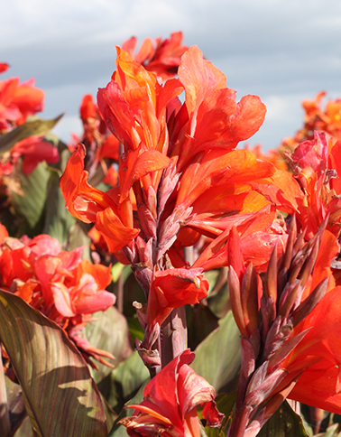 CANNA (KANA) SHINING ORANGE, DO KVETINÁČA - 25 ks